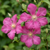 Clematis Ville de Lyon - Bosrank Ville de Lyon - Rood - Klimplant