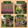 Clematis Ville de Lyon - Bosrank Ville de Lyon - Rood - Klimplant