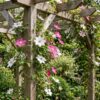 Clematis Duo Pink & White - Bosrank - Wit - Roze - Klimplant | 4 stuks