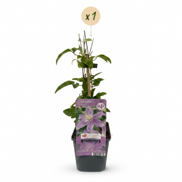 thumbnail_6000-122.png Clematis Justa - Bosrank - Licht Blauw - Klimplant