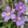 Clematis Justa - Bosrank - Licht Blauw - Klimplant