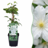 Clematis Jackmanii Huldine - Bosrank - Wit - Klimplant