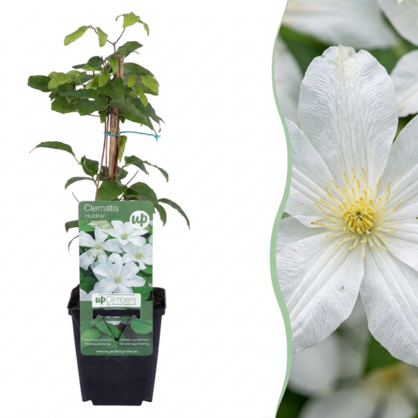 thumbnail_6000-127.png Clematis Jackmanii Huldine - Bosrank - Wit - Klimplant