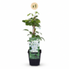 Clematis Jackmanii Huldine - Bosrank - Wit - Klimplant