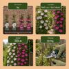 Clematis Duo Pink & White - Bosrank - Wit - Roze - Klimplant | 4 stuks