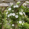 Clematis Jackmanii Huldine - Bosrank - Wit - Klimplant