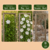 Clematis Jackmanii Huldine - Bosrank - Wit - Klimplant