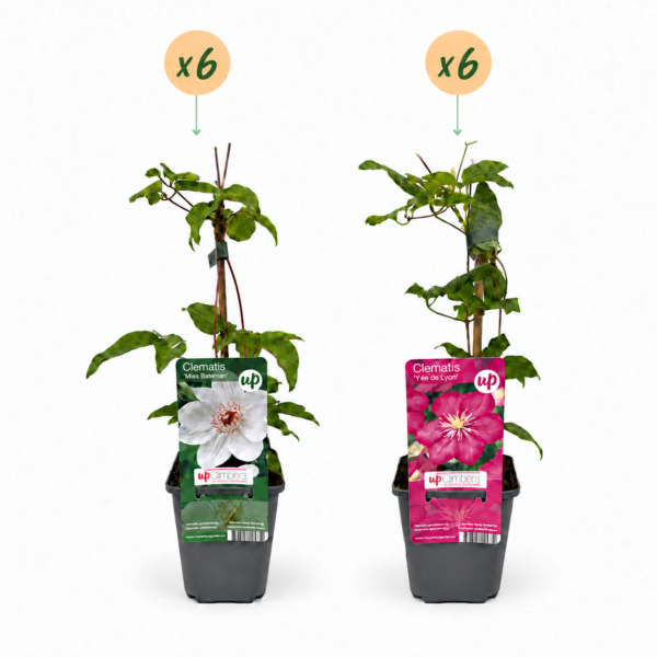 thumbnail_6000-133.png Clematis Duo Pink & White - Bosrank - Wit - Roze - Klimplant | 12 stuks