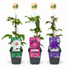 Clematis Tricolour - Driekleurige bosrank - Paars - Roze - Wit - Klimplant | 12 stuks