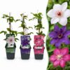 Clematis Tricolour - Driekleurige bosrank - Paars - Roze - Wit - Klimplant | 6 stuks