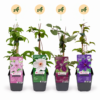 16x Clematis Rainbow - Bosrank - Paars - Rood - Roze - Wit - Klimplant