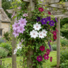 16x Clematis Rainbow - Bosrank - Paars - Rood - Roze - Wit - Klimplant