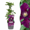 Clematis Warszawska Nike - Bosrank - Rood - Klimplant | 6 stuks