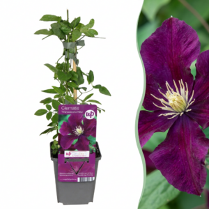 thumbnail_6000-148.png Clematis Warszawska Nike - Bosrank - Rood - Klimplant | 6 stuks