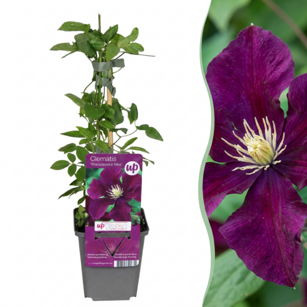 thumbnail_6000-148.png Clematis Warszawska Nike - Bosrank - Rood - Klimplant | 6 stuks