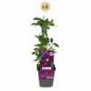 Clematis Warszawska Nike - Bosrank - Rood - Klimplant | 6 stuks