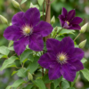 Clematis Warszawska Nike - Bosrank - Rood - Klimplant | 6 stuks
