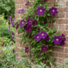 Clematis Warszawska Nike - Bosrank - Rood - Klimplant | 6 stuks