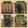 Clematis Warszawska Nike - Bosrank - Rood - Klimplant | 6 stuks