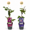 Clematis Duo Blue & Red - Bosrank Duo Blauw & Rood - Blauw - Rood - Klimplant | 12 stuks