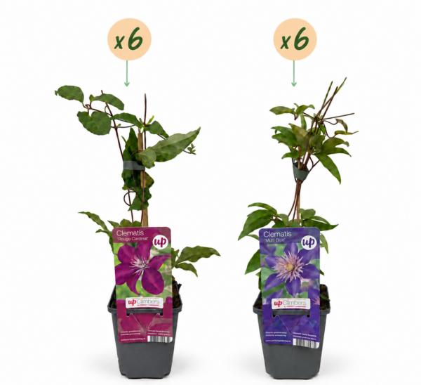 thumbnail_6000-154.png Clematis Duo Blue & Red - Bosrank Duo Blauw & Rood - Blauw - Rood - Klimplant | 12 stuks