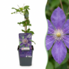 Clematis Multi Blue - Bosrank - Blauw - Klimplant | 6 stuks