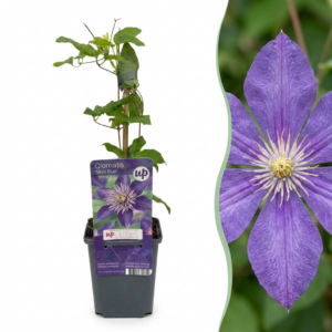 thumbnail_6000-156.png Clematis Multi Blue - Bosrank - Blauw - Klimplant | 6 stuks