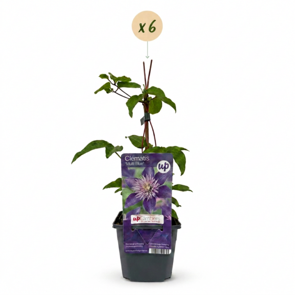 Clematis Multi Blue - Bosrank - Blauw - Klimplant | 6 stuks