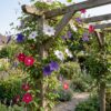 Clematis Tricolour - Driekleurige bosrank - Paars - Roze - Wit - Klimplant | 6 stuks