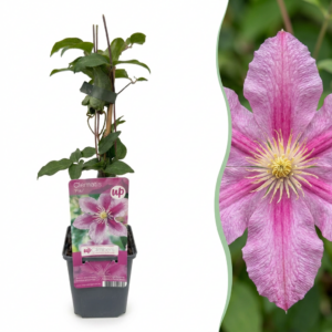 Clematis Piilu - Bosrank - Wit - Roze - Klimplant | 4 stuks