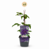 Clematis The President - Bosrank - Paars - Klimplant | 6 stuks