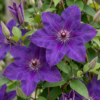Clematis The President - Bosrank - Paars - Klimplant | 6 stuks