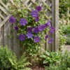 Clematis The President - Bosrank - Paars - Klimplant | 6 stuks