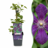 Clematis Viticella Polish Spirit - Bosrank - Paars - Klimplant | 6 stuks