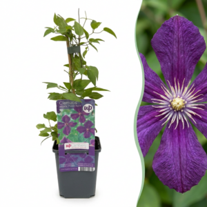 thumbnail_6000-168.png Clematis Viticella Polish Spirit - Bosrank - Paars - Klimplant | 6 stuks