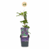Clematis Viticella Polish Spirit - Bosrank - Paars - Klimplant | 6 stuks