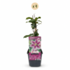 Clematis Piilu - Bosrank - Wit - Roze - Klimplant | 4 stuks