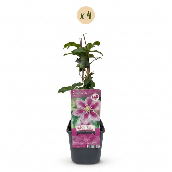 thumbnail_6000-17.png Clematis Piilu - Bosrank - Wit - Roze - Klimplant | 4 stuks