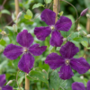Clematis Viticella Polish Spirit - Bosrank - Paars - Klimplant | 6 stuks