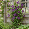 Clematis Viticella Polish Spirit - Bosrank - Paars - Klimplant | 6 stuks