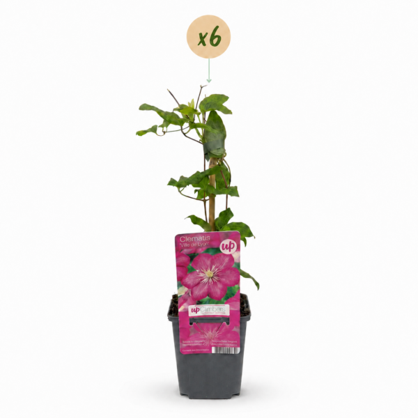 thumbnail_6000-176.png Clematis Ville de Lyon - Bosrank - Rood - Klimplant | 6 stuks