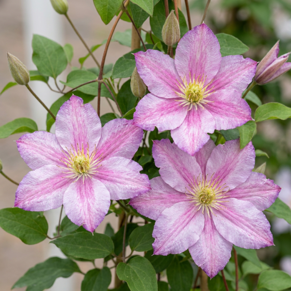 thumbnail_6000-18.png Clematis Piilu - Bosrank - Wit - Roze - Klimplant | 4 stuks