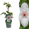 Clematis Miss Bateman - Clematis Miss Bateman - Wit - Klimplant | 6 stuks