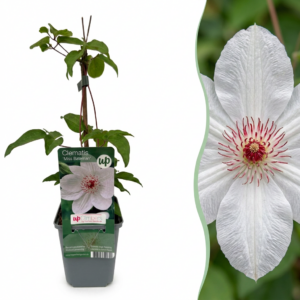 thumbnail_6000-181.png Clematis Miss Bateman - Clematis Miss Bateman - Wit - Klimplant | 6 stuks