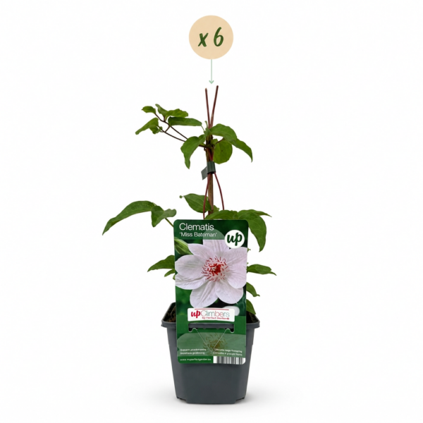 thumbnail_6000-182.png Clematis Miss Bateman - Clematis Miss Bateman - Wit - Klimplant | 6 stuks