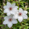 Clematis Miss Bateman - Clematis Miss Bateman - Wit - Klimplant | 6 stuks