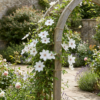 Clematis Miss Bateman - Clematis Miss Bateman - Wit - Klimplant | 6 stuks