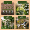 Clematis Miss Bateman - Clematis Miss Bateman - Wit - Klimplant | 6 stuks