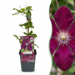 thumbnail_6000-187.png Clematis Rouge Cardinal - Bosrank Rode Kardinaal - Rood - Klimplant | 6 stuks