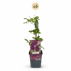 Clematis Rouge Cardinal - Bosrank Rode Kardinaal - Rood - Klimplant | 6 stuks